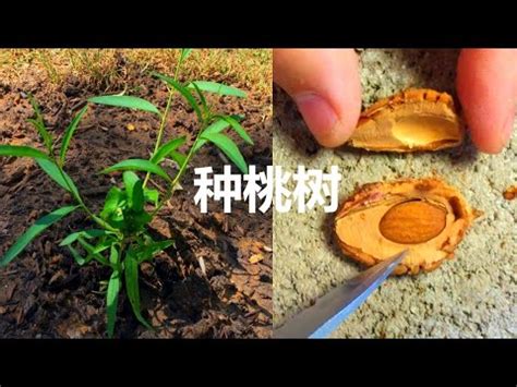 桃子籽種植|【桃子籽種植】讓桃子化身庭園新寵！桃子籽種植攻略大公開